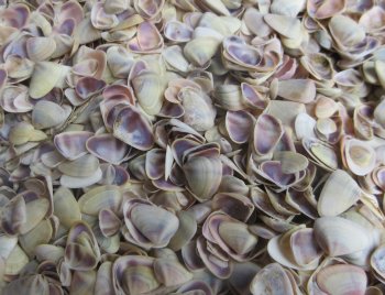 Wholesale Donax Townsendi Clam Shells for crafts - Case of 15 @ $4.50/kilo