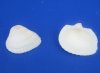Wholesale Large White Cardium (Anadora Scapa), Ribbed Cockle shells 1-3/4" to 2-1/4" - Packed: 1 kilo bags @ $2.50/kilo (Min: 3 kilos)