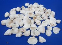 Wholesale Medium White Cardium (Anadora Scapa), Ribbed Cockle shells 1-1/4" to 2" - 1 kilo bags @ $4.00/kilo (Min: 2 kilos)