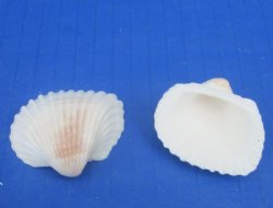 Wholesale Small White Cardium shells 3/4" to 1-1/4" - 1 kilo bags @ $4.00/kilo (Min: 3 kilos)