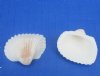Wholesale Small White Cardium (Anadora Scapa), Ribbed Cockle shells 3/4" to 1-1/4" - PBCase of 20 Kilos @ $3.50 a kilo