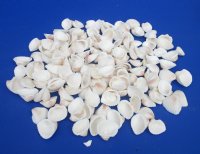Wholesale Small White Cardium shells 3/4" to 1-1/4" - 20 Kilos @ $3.50 a kilo