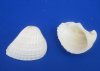 Wholesale Extra Large White Cardium (Anadora Scapa), Ribbed Cockle shells 2" to 2-3/4" - Packed: 1 kilo @ $2.75/kilo (Min: 3 kilos)