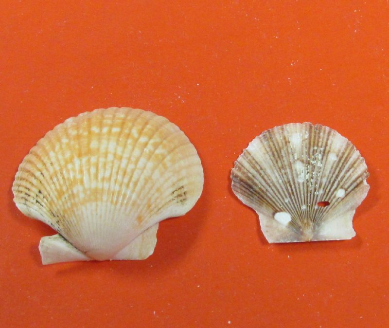Wholesale Pecten Pyxidata scallop shells (flats and deeps)