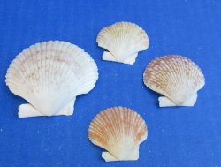 Pecten Pyxidata she...