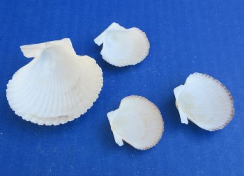 Pecten Pyxidata shells, cup shell 1/2 to 2 inches - $8.00/kilo - Min: 2 kilos