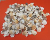 Wholesale Pecten Pyxidata scallop shells for crafts 1" to 2" - 13 kilos @ $4.25/kilo 