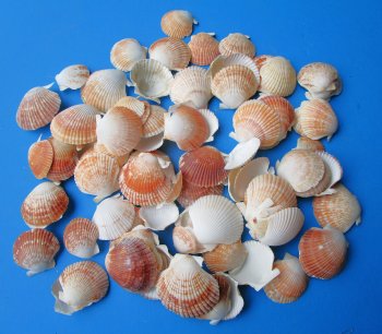 Pecten Pyxidata shells, cup shell 1 to 2 inches - Case 11 kilos @ $5.85/kilo