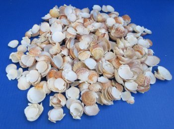 Pecten Pyxidata shells, cup shell 1/2 to 2 inches - $8.00/kilo - Min: 2 kilos