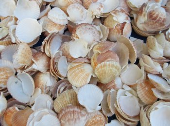 Pecten Pyxidata shells, cup shell 1/2 to 2 inches - $8.00/kilo - Min: 2 kilos
