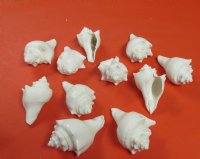 Wholesale White Hemifusus Pugilina shells, White Vole Shells 4 to 5 inches - Case of 12 Kilos @ $7.65 a kilo