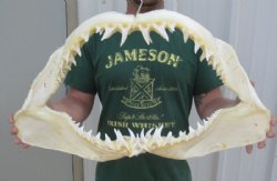 Shark Jaws for Sale - Hand Selected