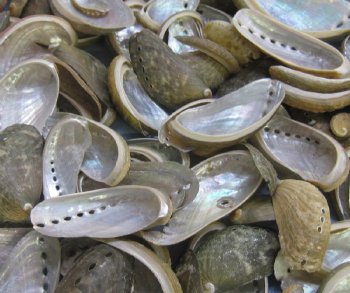 Wholesale green donkey ear abalone shells for crafts 2" to 3-1/4", commercial grade - 1 kilo @ $10.00/kilo (1 kilo = 2.2 lbs)