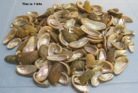 Wholesale green donkey ear abalone shells for crafts 2" to 3-1/4", commercial grade - 1 kilo @ $10.00/kilo (1 kilo = 2.2 lbs)