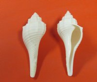 Wholesale White Fusus shell (Hemifusus Ternatanus)  3-1/2" to 4-1/2" - Packed: 25 pcs @ $.40 each; Packed: 200 pcs @ $.32 each