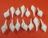 Wholesale White Fusus shell (Hemifusus Ternatanus)  3-1/2" to 4-1/2" - Packed: 25 pcs @ $.40 each; Packed: 200 pcs @ $.32 each