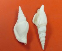 Wholesale White Strombus Vittatus conch shells 2 inches to 3 inches in size - Case of 15 kilos @ $6.25/kilo