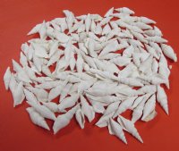 Wholesale White Strombus Vittatus conch shells 2 inches to 3 inches in size - Case of 15 kilos @ $6.25/kilo