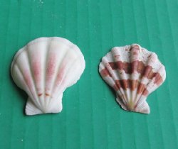 Wholesale Pecten am...