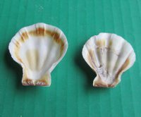 Wholesale Pecten amiculam scallop shells for crafts 1" to 1-3/4" - 1 kilo bags (Min: 2 kilos) @ $8.00/kilo