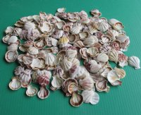 Wholesale Pecten amiculam scallop shells for crafts 1" to 1-3/4" - 1 kilo bags (Min: 2 kilos) @ $8.00/kilo