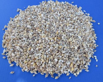 Wholesale Pyrene Versicolor Shell Under 1 inch - Case of 20 kilos @ $7.20/kilo
