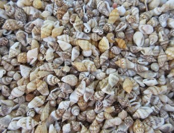 Wholesale Pyrene Versicolor Shell Under 1 inch - Case of 20 kilos @ $7.20/kilo