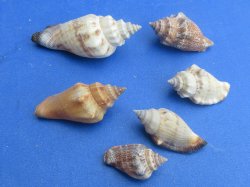 Wholesale Bulk Brown Chula Shells (3/4"-1-1/2") - 1 kilo bag @ $5.50/kilo (Min: 2 kilos)