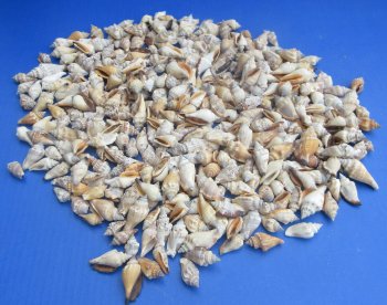 Wholesale Bulk Brown Chula Shells (3/4"-1-1/2") - 1 kilo bag @ $5.50/kilo (Min: 2 kilos)