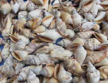 Wholesale Bulk Brown Chula Shells (3/4"-1-1/2") - 1 kilo bag @ $5.50/kilo (Min: 2 kilos)