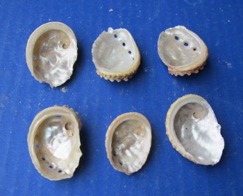 1" to 2-1/2" Natural Haliotis Ovino Abalone Shells (1 gallon)