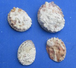 Bulk Haliotis Vulcanicus Abalone Shells (1 to 2-1/2 inches) -  1 kilo bag @ $6.00/kilo (Min: 2 kilos )