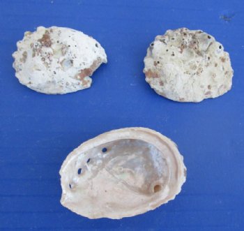 Wholesale 1 to 2-1/2 inches #2 Quality Haliotis Vulcanicus Abalone Shells  with White Calcium - $6.50 a gallon
