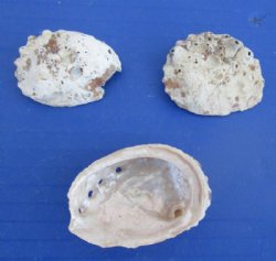 Wholesale 1 to 2-1/2 inches #2 Quality Haliotis Vulcanicus Abalone Shells  with White Calcium - $6.50 a gallon