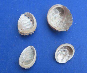 Bulk Haliotis Vulcanicus Abalone Shells (1 to 2-1/2 inches) -  1 kilo bag @ $6.00/kilo (Min: 2 kilos )