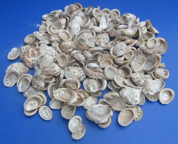 Bulk Haliotis Vulcanicus Abalone Shells (1 to 2-1/2 inches) -  1 kilo bag @ $6.00/kilo (Min: 2 kilos )