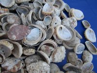 Wholesale #2 Quality Haliotis Vulcanicus Abalone Shells with Calcium 1 to 2 inches - Case of 10 gallons @ $5.75 gallon