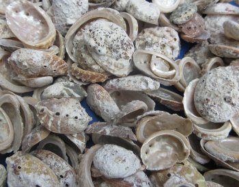 Bulk Haliotis Vulcanicus Abalone Shells (1 to 2-1/2 inches) -  1 kilo bag @ $6.00/kilo (Min: 2 kilos )