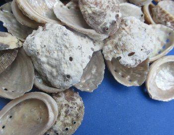 Bulk Haliotis Vulcanicus Abalone Shells (1 to 2-1/2 inches) -  1 kilo bag @ $6.00/kilo (Min: 2 kilos )