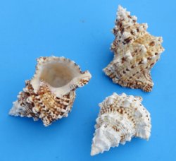 4 inches Wholesale Giant Frog Shells - 3 pieces @ $2.85 each; 15 @  $2.565 each