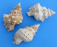 7 to 7-7/8 inches Wholesale Giant Frog Shells for sale, commercial grade - 2 pcs @ $6.60 each