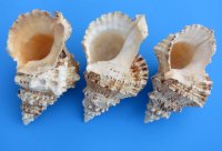 7 to 7-7/8 inches Wholesale Giant Frog Shells for sale, commercial grade - 2 pcs @ $6.60 each