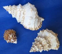  Wholesale Giant Frog Shells, Bursa bubo 7 inches - Case of 30 pcs @ $5.95 each