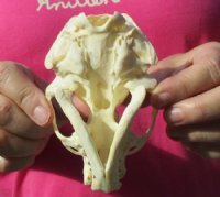 #2 Grade American Otter Skull 4-3/4 by 3-1/8 inches - You are buying this one for $32.00