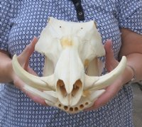 Warthog Skulls Under $96, Hand Picked