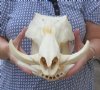 Warthog Skulls Under $96