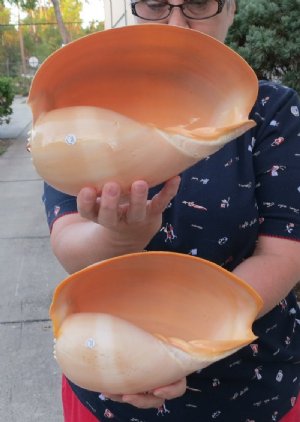 Melon Shells Hand Picked