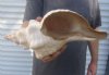 Horse Conch Shells Hand Picked Pricing