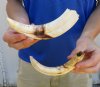 Two 8 inch Warthog Tusks, Warthog Ivory from African Warthog .60 lb for $65 (You are buying the tusks in the photo) 