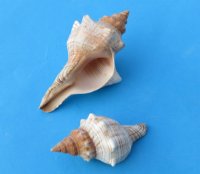 Wholesale Trapezium horse conch shells for hermit crabs, fox shells 2" - 4" - Case of 350 @ .50 each